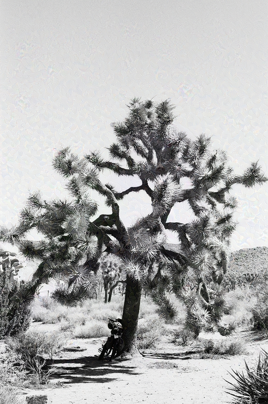Joshua tree in the desert with a touring bicycle leaning against the trunk