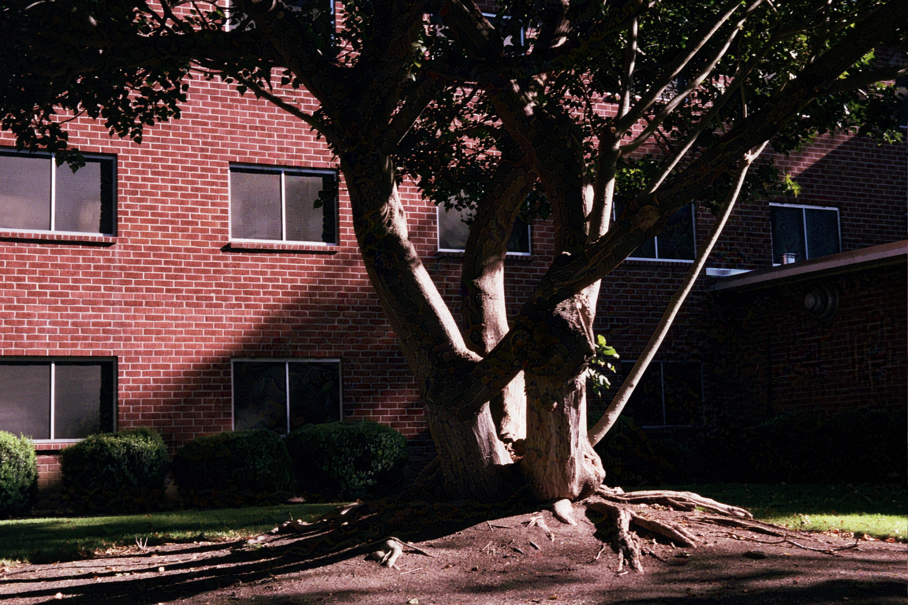 Multi-trunk tree and exposed roots in front of a red brick building